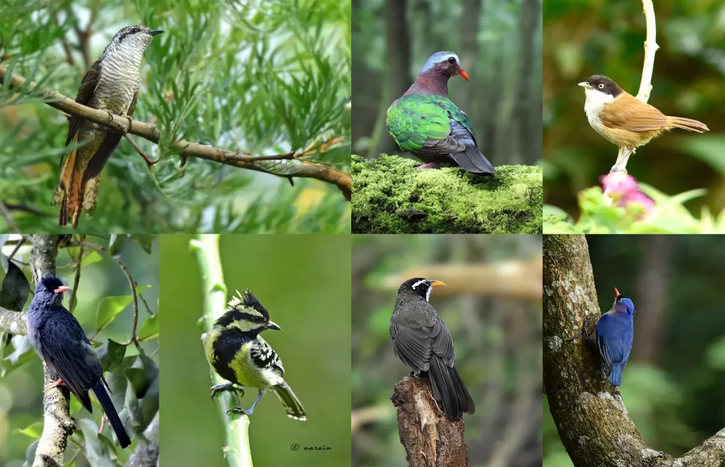 Images of Banded Bay  Cuckoo, Emerald Dove, Dark-fronted Babbler, Sq Tailed Bulbul, Indian Yellow  Tit, Indian Scimitar Babbler and Velvet fronted Nuthatch, photographed at various locations in and around Conoor and Kotagiri.