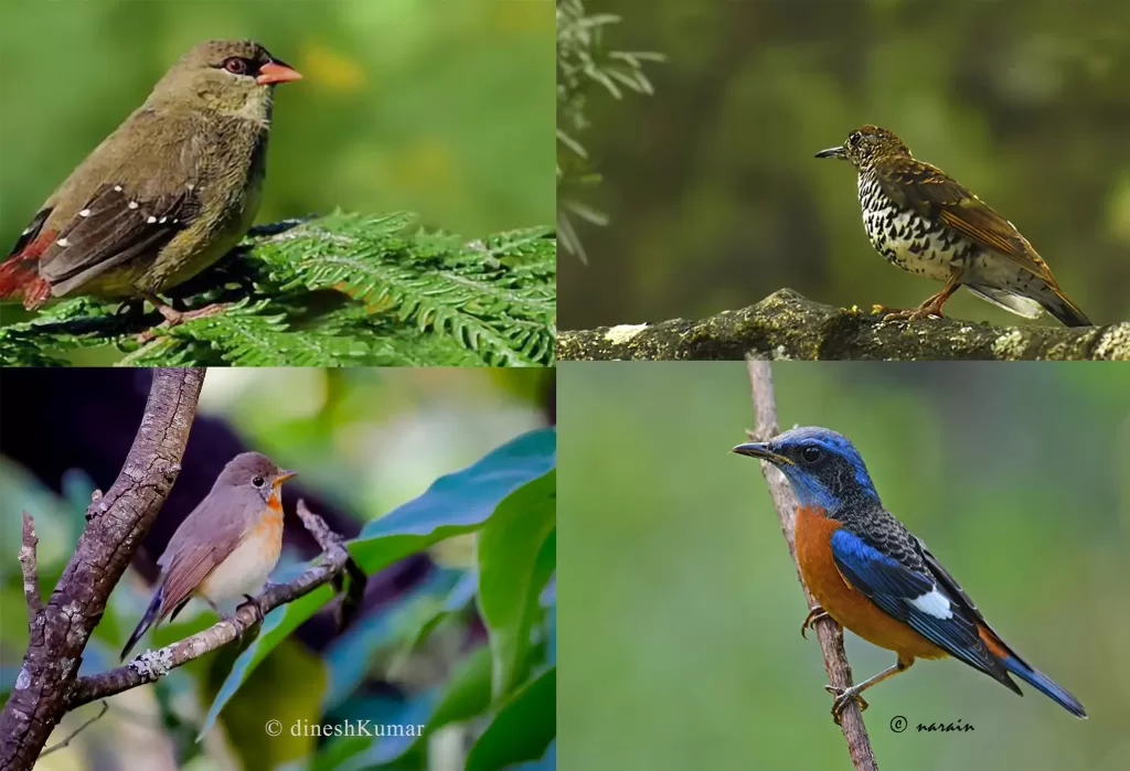 Images of Red Avadavat, Nilgiri Thrush, Kashmiri Flycatcher and Blue Capped rock Thrush photographed at various locations in and around Kotagiri, Nilgiris. 