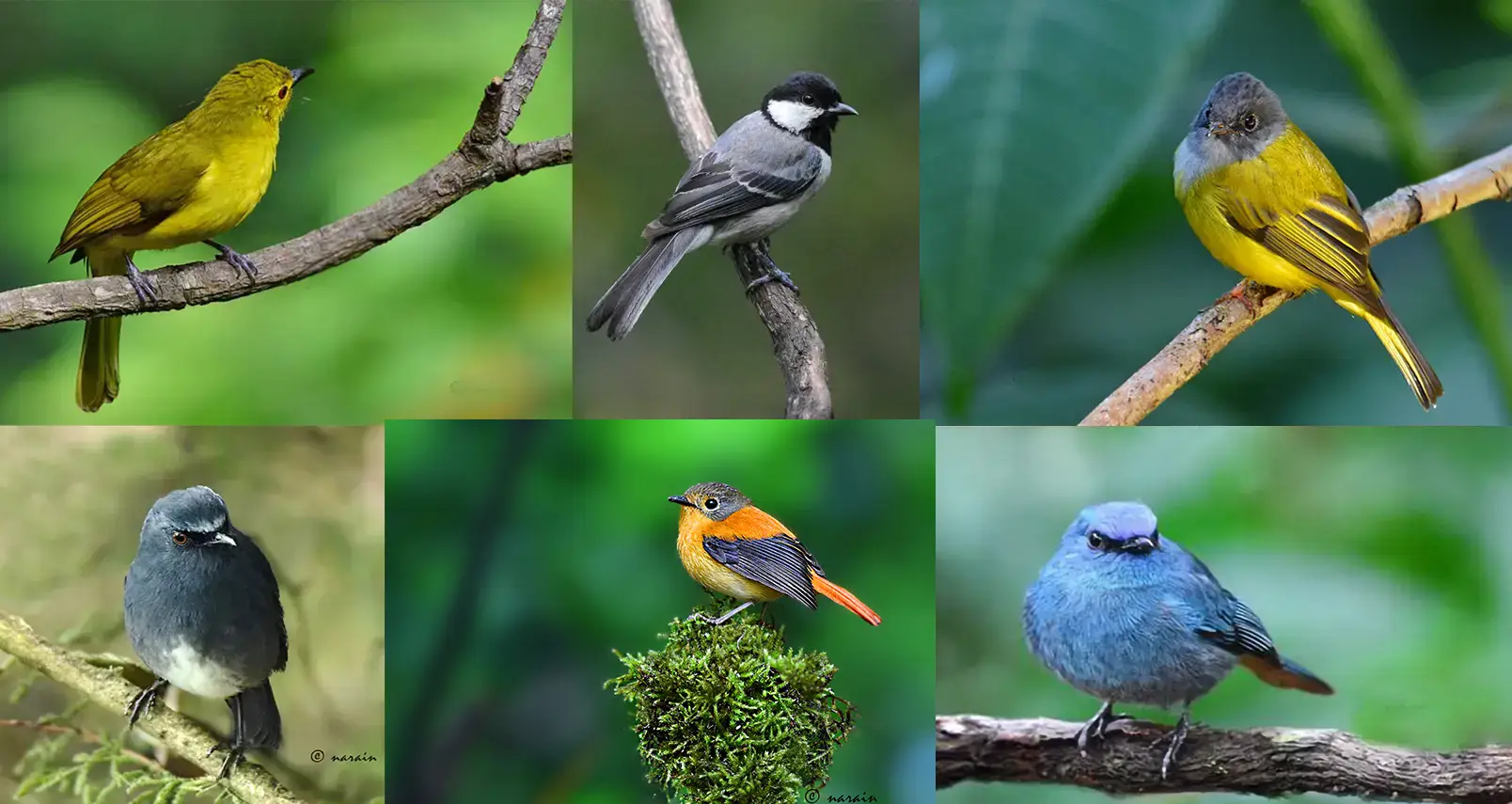 a collage of images of Yellow Browed Bulbul, Cinereous Tit, Grey-headed Canary Flycatcher, Nilgiri Sholaikili, Kashmiri Flycatcher & Nilgiri Flycatcher photographed at various locations in Nilgiris