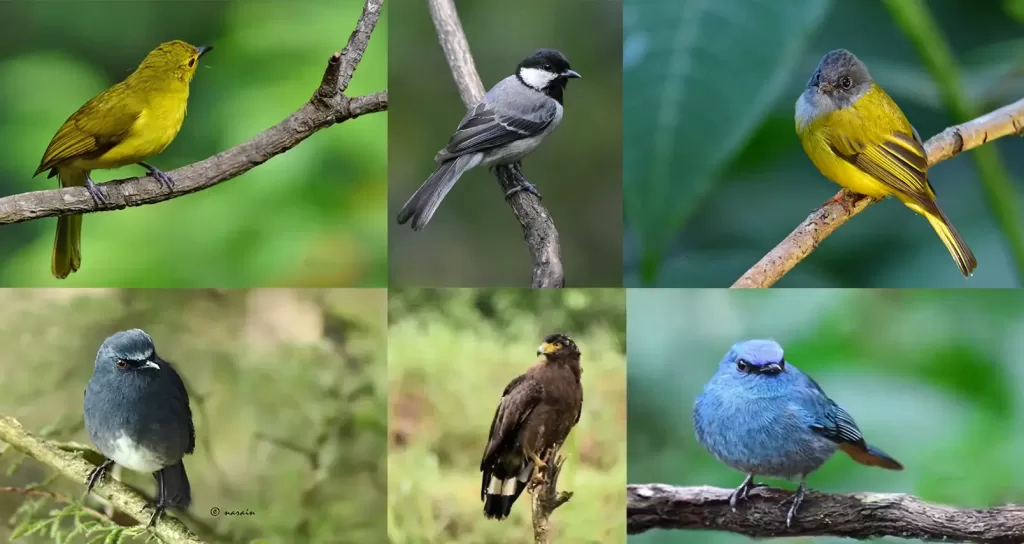 Images of Yellow Browed Bulbul, Cinereous Tit, Grey-headed Canary Flycatcher, Nilgiri Sholai Kili, Nilgiri Flycatcher and Crested Serpant Eagle shot at different locations in Nilgiris.