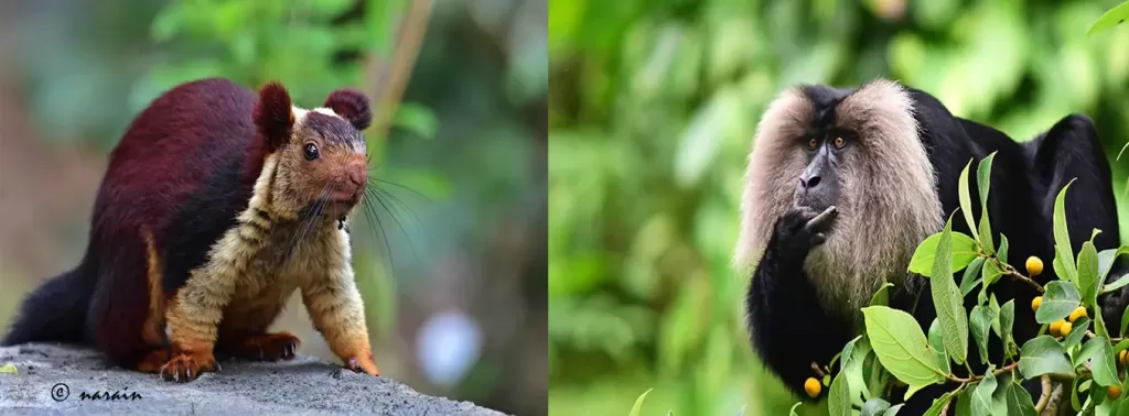 Pictures of Malabar Giant Squirrel and Lion-tailed Macaque photographed near Kotagiri, Nilgiris. 