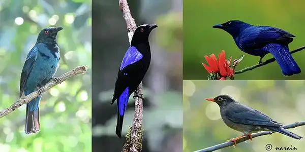 The image represents Asian Fairy Blue Birds, Malabar Whistling Thrush and Indian Black Bird