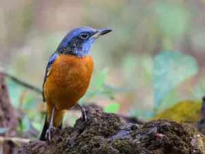 The image represents 'Blue-capped rock thrush' bird