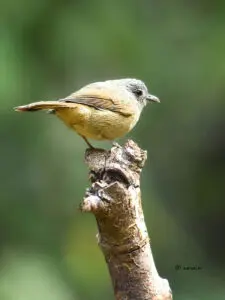 The picture represents ' Brown-cheeked fulvetta' bird.