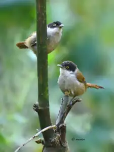 The image represents a  pair of ' Dark fronted babbler'.