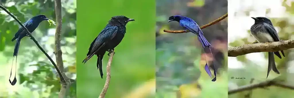 The image represents Greater Racket Tailed Drongos, Black Drongo and White Bellied Drongo