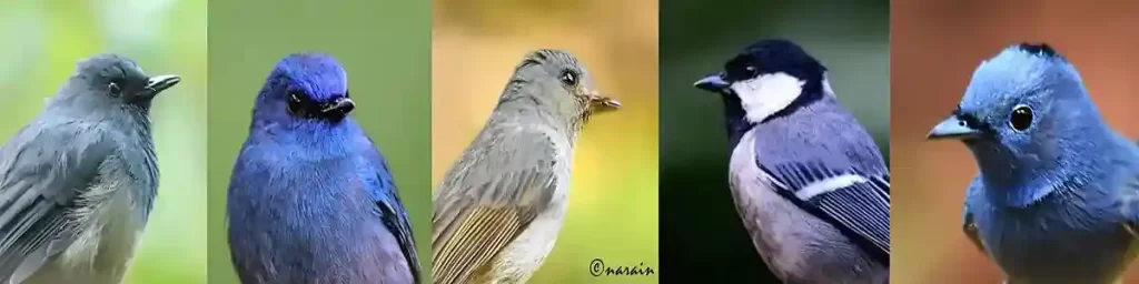 The images here represents, Vibrant Blue and Grey Color birds, viz., Sholakili, Nilgiri Flycatcher (male and female), Cinereous Tit and Black napped monarch.