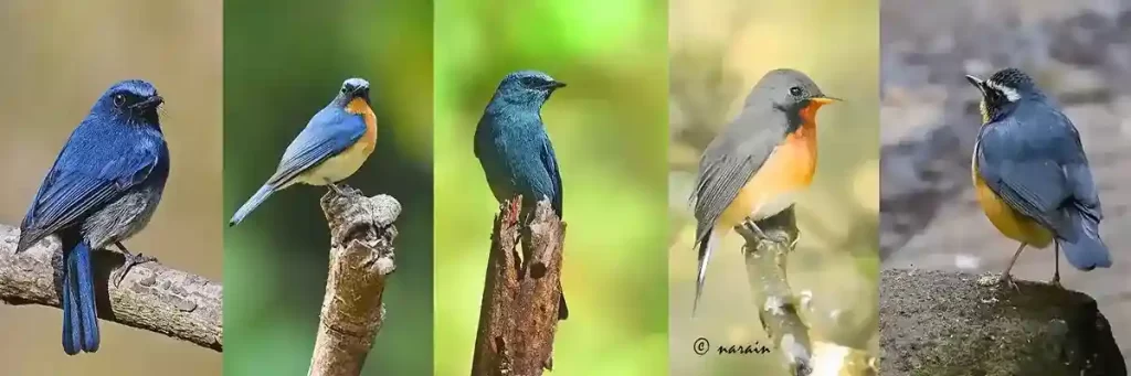 The image here represents, White Bellied Blue Flycatcher, Tickell's Blue, Verditer, Kashmiri flycatchers and the Indian Blue Robin Birds.