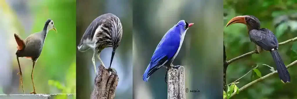 The image represents, White breasted Water hen, The Pond Heron, Velvet fronted Nuthach and Malabar Grey Horn bill.