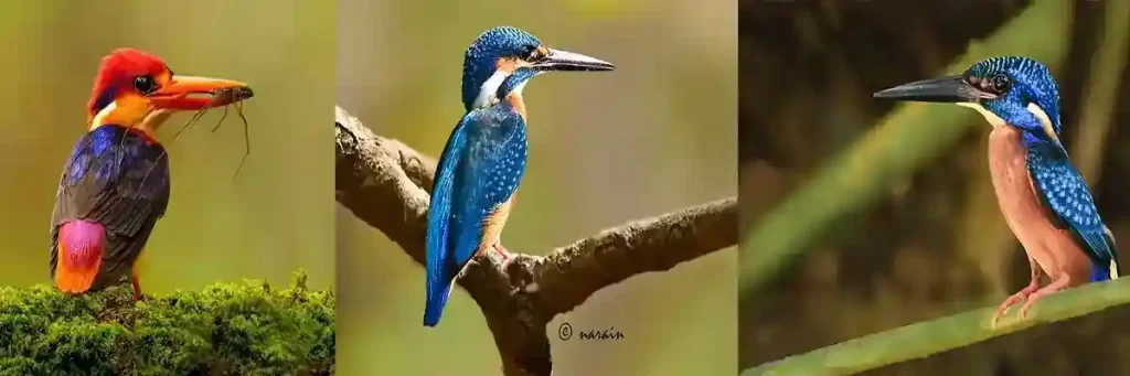 The image posted here represents, stunning blue colored Oriental Dwarf Kingfisher, Common Kingfisher and the Blue-eared Kingfisher