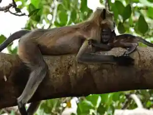 The Picture represents ' Lion-tailed Macaque'