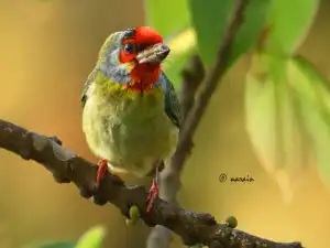 The image represents ' Malabar Barbet' bird.