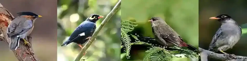 The image here represents, Brahminy Starling, Lesser Hill Myna, Red Munia (female) and Common Myna.