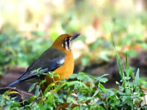 The image represents Orange Headed Thrush bird