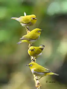 This is an image of few 'Oriental white eye' birds enjoying  the sun in a single perch.