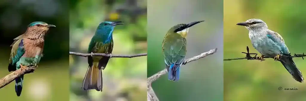 The image posted here represents Indian Roller, Blue bearded bee-eater, Blue tailed bee-eater and European Roller.