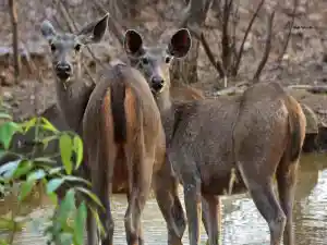 The image represents a pair of Sambar Deer.