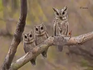 The image shows a mother and two chicks of Scops Owls