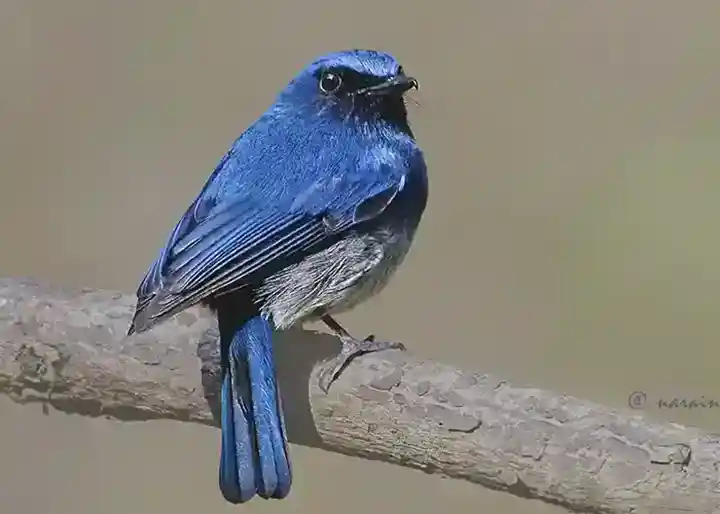 White-bellied blue flycatcher. One of the stunning birds of India, in blue color.