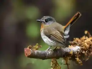 The image here represents'White bellied flycatcher (female)', bird.