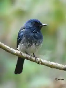 The image represents 'White bellied flycatcher (male)' bird.