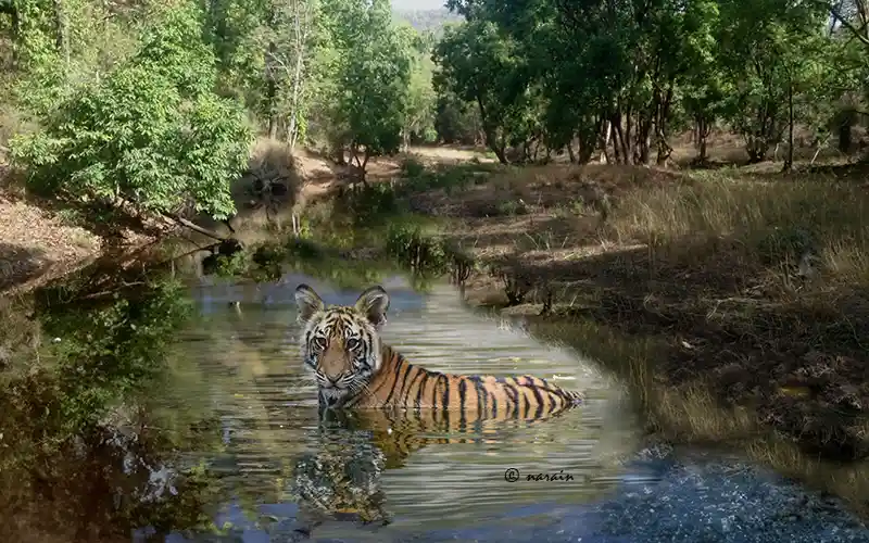 A beautiful cub, taking a bath in a waterhole, at Bandhavgarh Tiger Reserve, a must visit Tiger Park, in Madhya Pradesh, India.