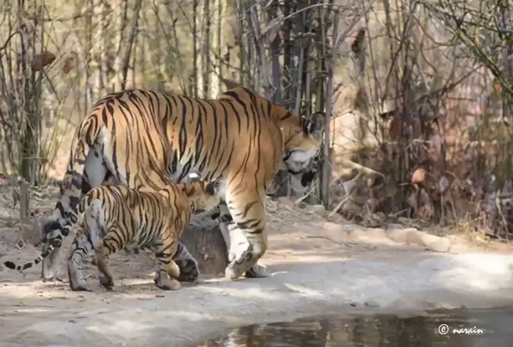 The picture represent a mother and cub tiger returning from a water hole in Bandhavgarh Tiger Reserve.