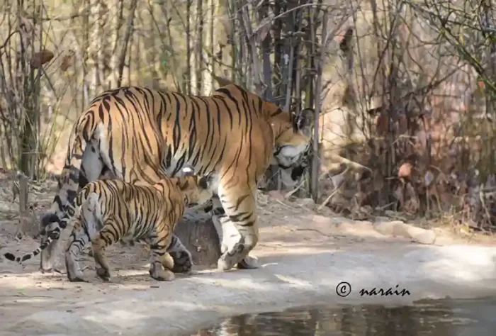 The picture represent a mother and cub tiger returning from a water hole in Bandhavgarh Tiger Reserve.