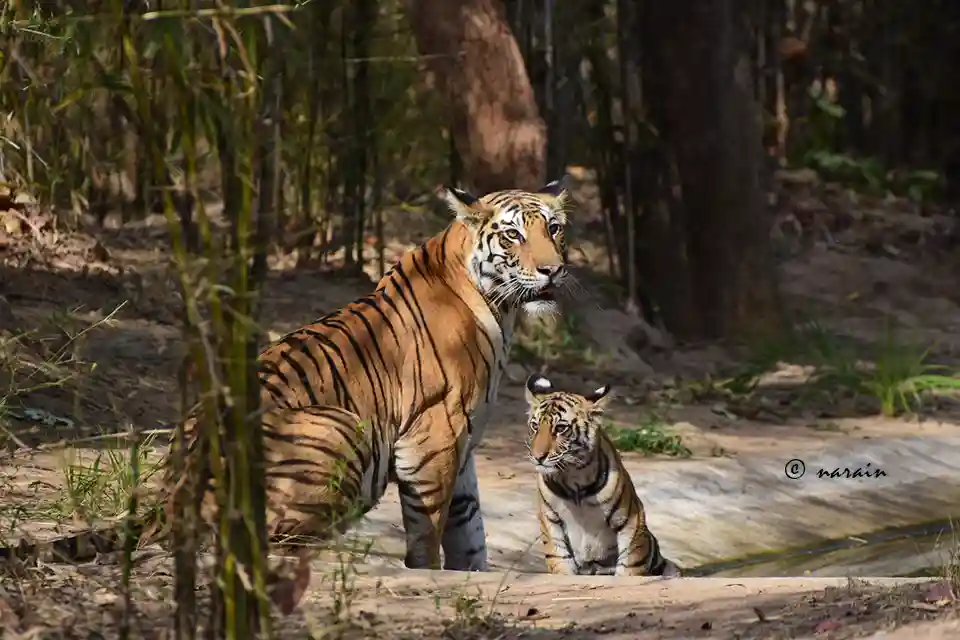 An awesome image of the mother and a cub from Bandhavgarh Tiger Reserve.