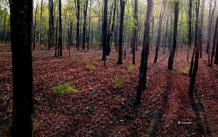 Fallen leaves glows at the sunset, deep in the Bandhavgarh Tiger Reserve. This is a Natural Park with rich settings of flora and fauna. 