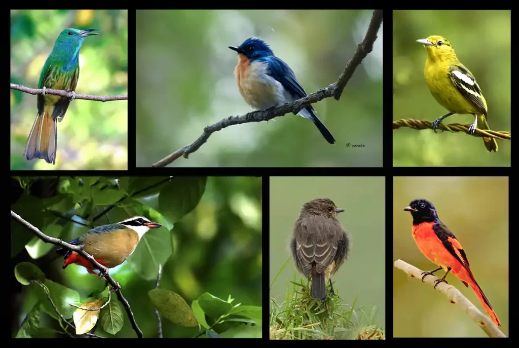 Awesome birds of Chinnar. The image represents, Blue bearded bee-eater, Tickell's blue flycatcher, Common Iora, Indian Pitta, Common Bus Chat and Orange Mini vet. These birds are commonly seen in Chinnar Wild Life Sanctuary.