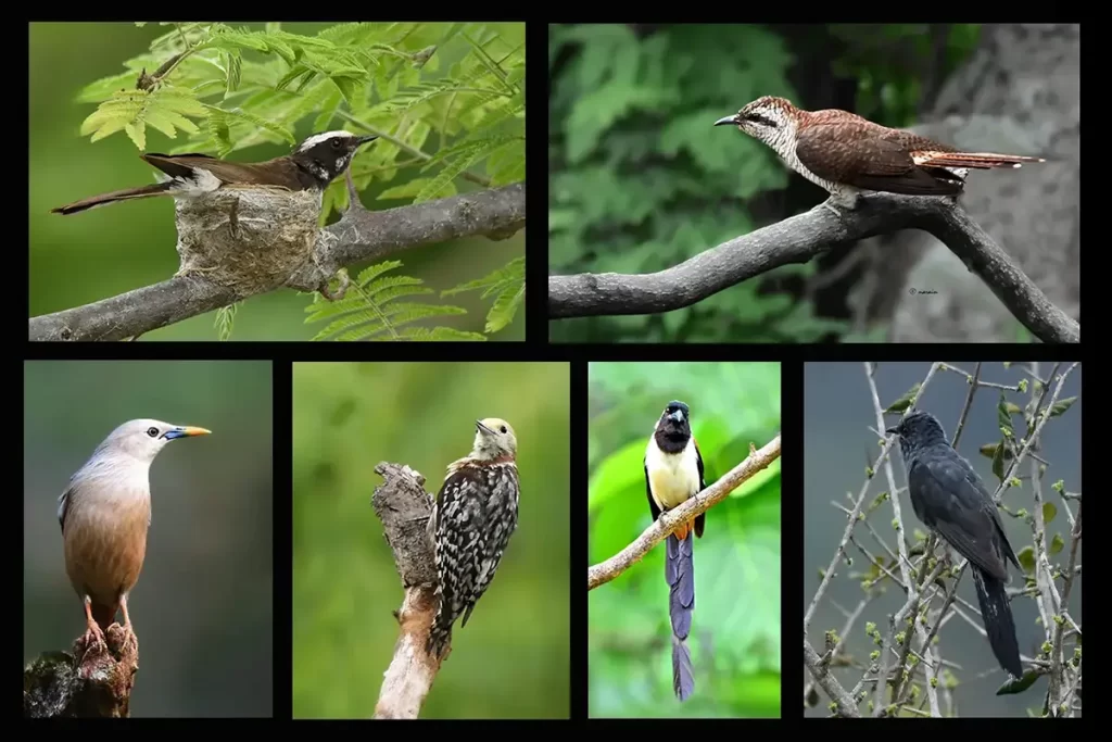 The image represents some of the beautiful birds of Chinnar, eg. White browed fan tail, Banded bay cuckoo, Brahmny Starling, Yellow-napped wood pecker, White-bellied Tree-pie and Common cuckoo shrike from Chinnar Wild Life Sanctuary