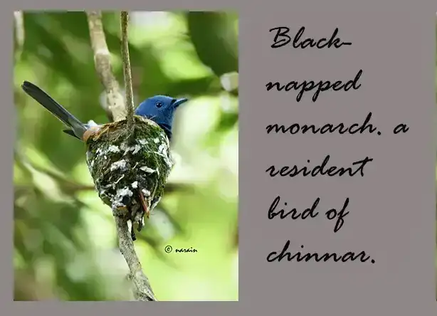 Black-napped Monarch, a resident bird of Chinnar Wildlife Sanctuary.