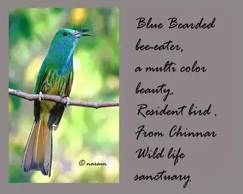 The image represents, blue bearded bee eater, a resident bird of chinnar