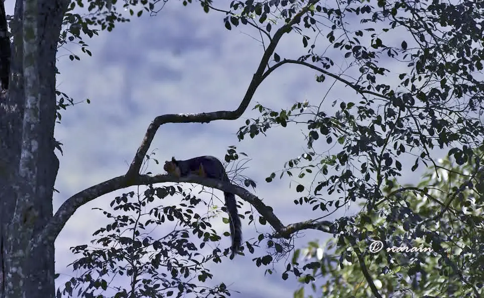 Breath Taking view of Flora and Fauna-Chinnar Wildlife Sanctuary