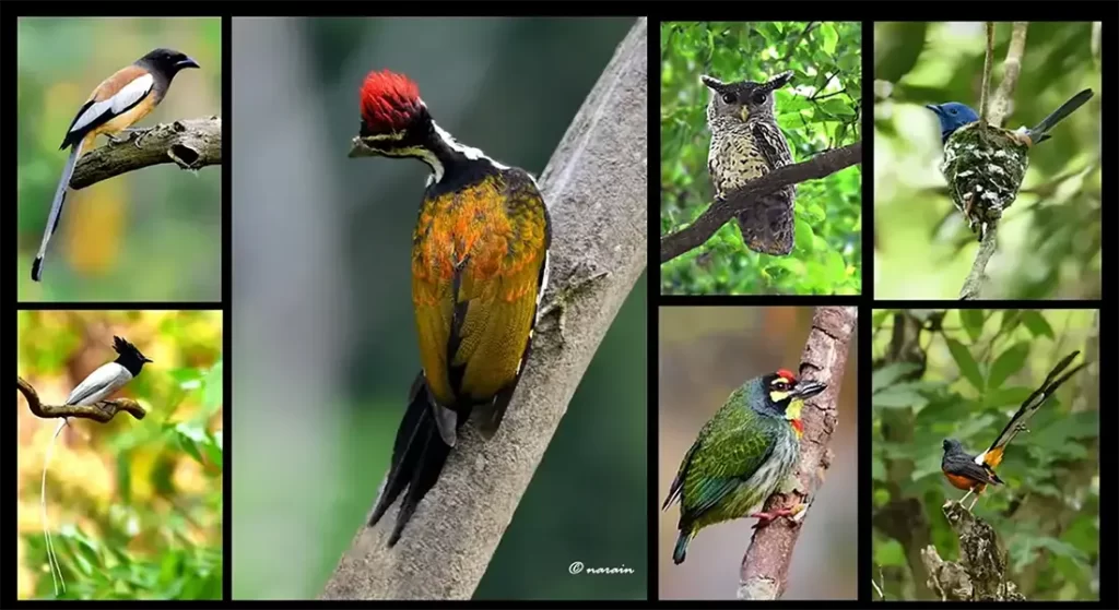 Colorful birds of Chinnar. The image represents, Rufous Tree-pie, Asian Paradise Flycatcher, Greater Flame backed wood pecker, Spot-bellied eagle owl, Copper smith barbet,