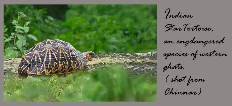 The Indian Star Tortoise, an endangered species. Very rarely seen in Chinnar Wild life Sanctuary.