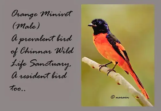 Orange Minivet is another colorful bird one can easily sight in Chinnar.