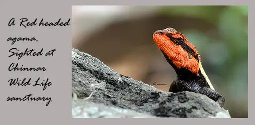 The image represents, Red Head Agama, pictured at Chinnar Wildlife Sanctuary.