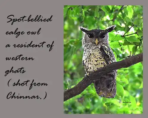 The image represents, Spot-bellied Eagle owl. This is another resident bird of  Chinnar. 