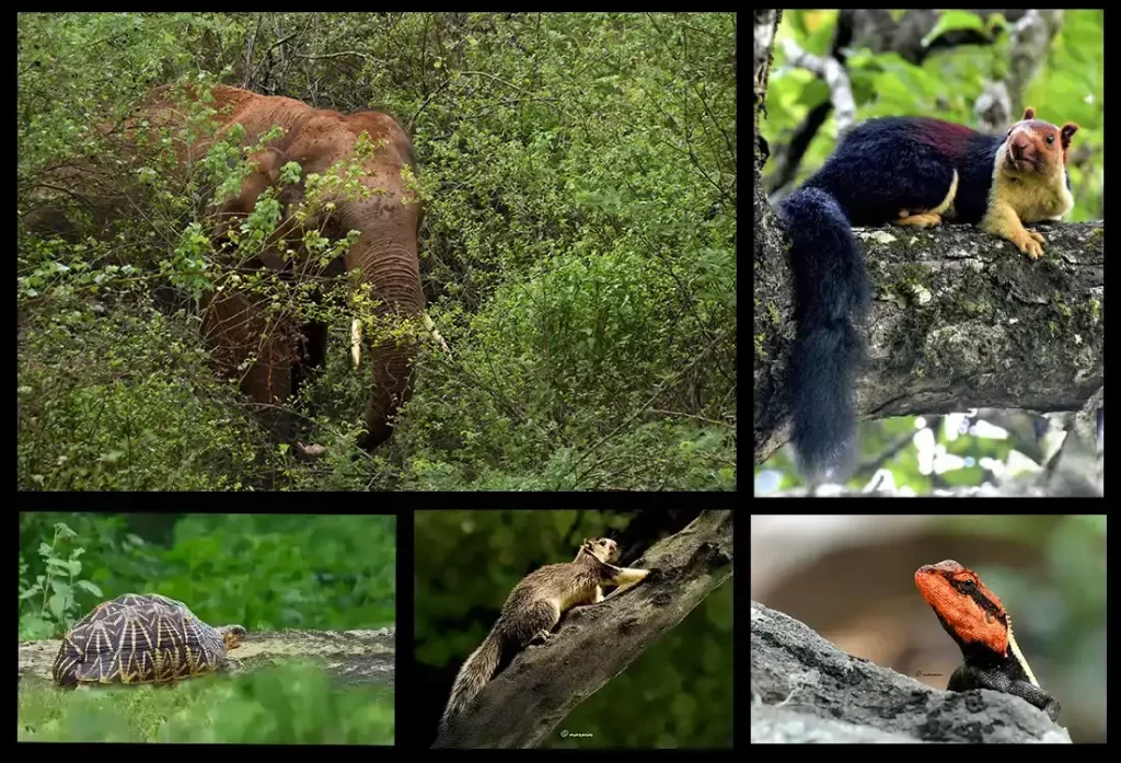 The image represents few tiny and other mammals of Chinnar. Indian Elephant, Malabar Giant Squirrel, Indian Star Tortoise, Grizzled Squirrel and Red Headed Agama are in the picture.