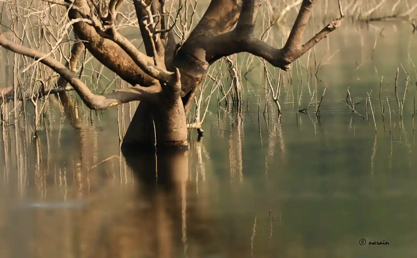 This is a very old drying mangrove in Malampuzha wet land, resembling two hands with its tentacles spread.