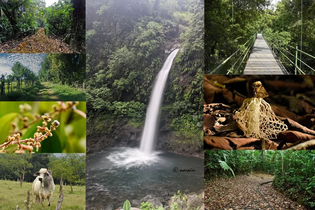 Awesome landscape of Costa Rica. The images in the collage were shot at La Selva , Las Arrieras, Avis Natural parks, La Paz areas on the Pacific coas &  Braulio Carrillo National Park areas.