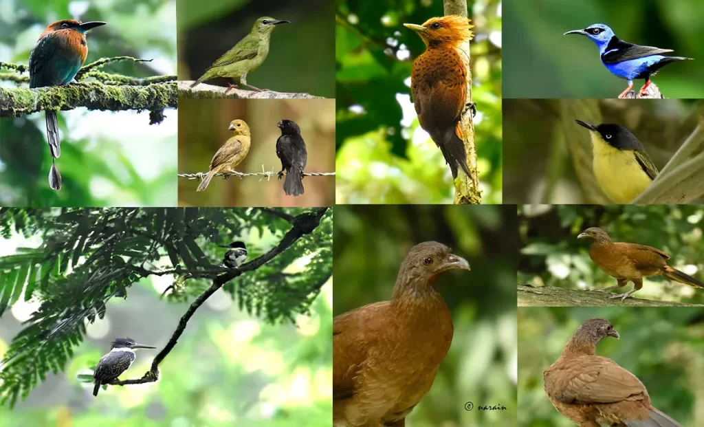 The pictures in the collage represents birds images of Broad billed motmot, Red Legged Honey keepers ( both male and female), Rufus headed wood pecker, Great billed seed finches (male and female), White collared Kingfisher, Common toddy flycatcher and Grey headed Chachalacas captured along the Braulio Carrillo National Parks, Avis Natural Park, Horquetos and Guapile areas of Costa Rica. 