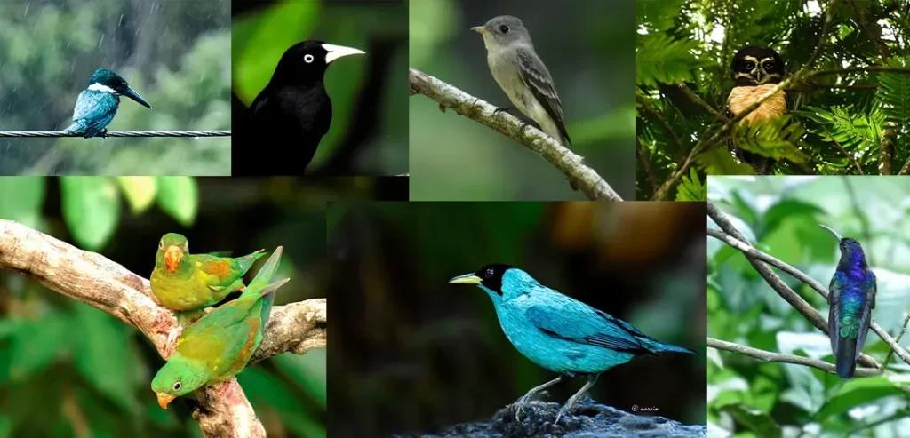The birds picture in the collage represent, Amazonian green king fisher, Sub tropical Cacique, South tropical peewee, Great Pulsatrix ( Spectacled Owl) , Orange chinned parakeet, Honey creeper and Violet Sabrewing captured at Avis, Las Arrieras, La Selva Off Pacific coast.