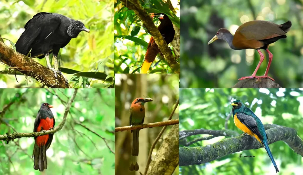 The collage represents, birds images of King Vulture Montezuma Oropendola, Grey necked wood rail, Black winged Trogon, Broad billed Motmot and Amazonian black throated Trogon captured along Las Arrieras, Avis Natural Park.