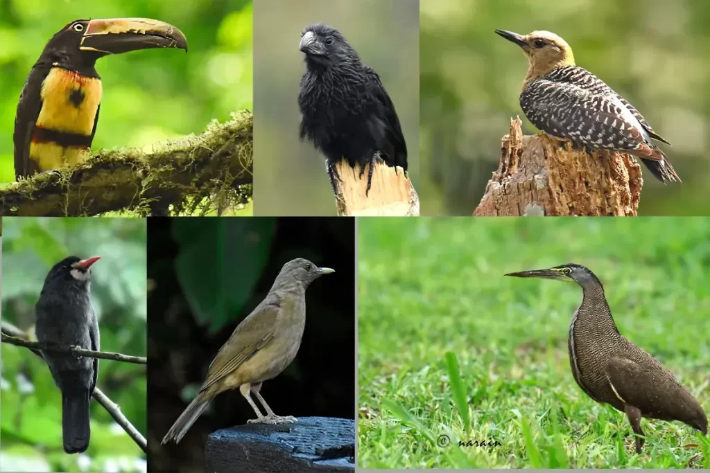 The images in the collage represents the birds : Fierry billed Aracari, Groove billed Ani, Hoffman's wood pecker, White fronted nun, Clay colored thrush -National Bird of Costa Rica and Fasciated tiger heron, captured along La Selva , Las Arrieras and at  Horguetas  areas of Costa Rica