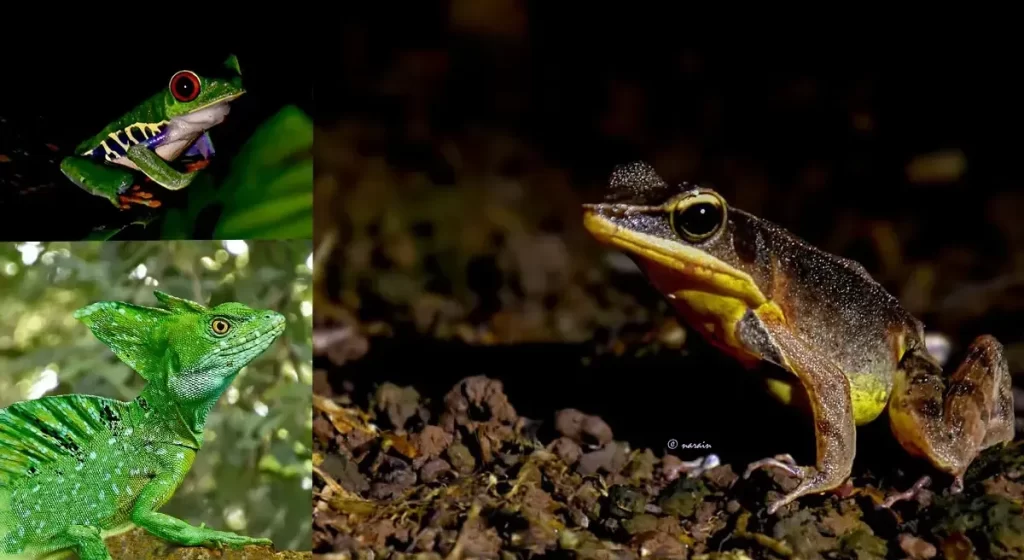 The images in the collage represents Red eyed tree frog , Warszewitsch's Frog captured during the night trail at Las Arrieras and the Common Bassilisk snapped along the river Rio San Jose