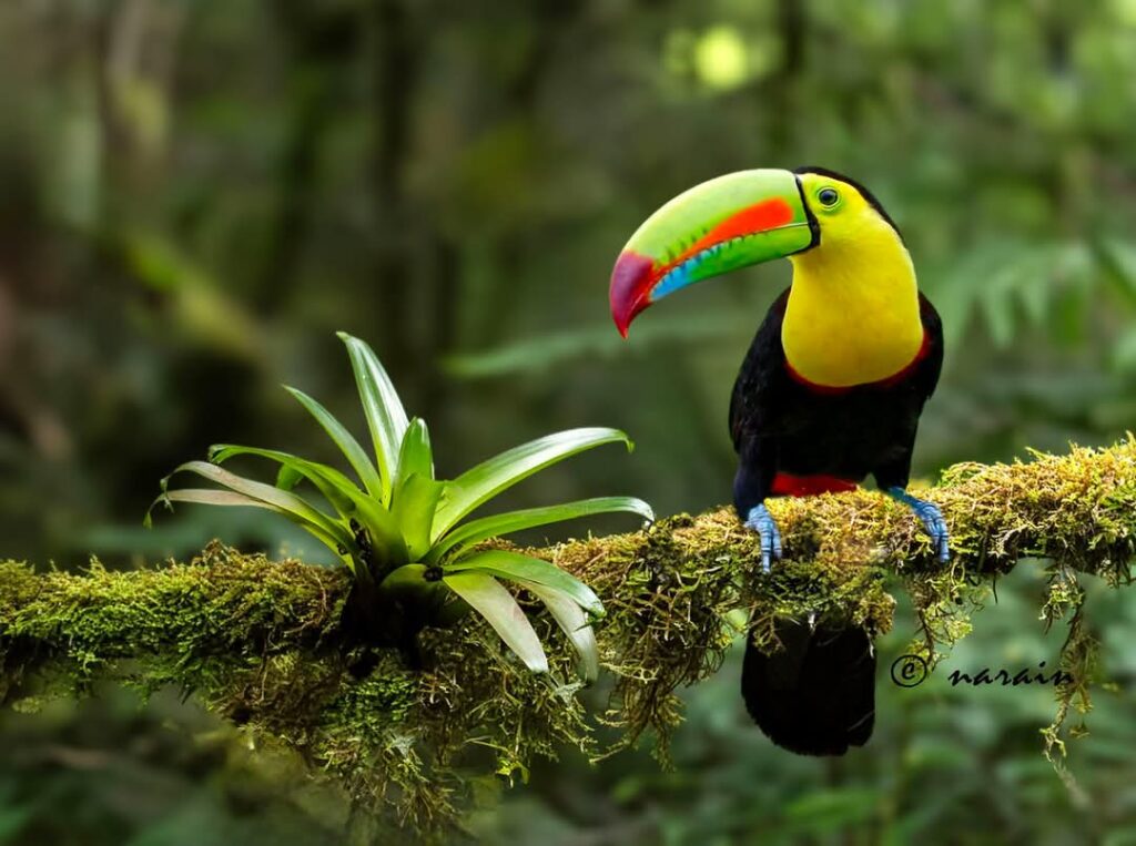 A wonderful image of a Keel Billed Toucan captured from Costa Rica