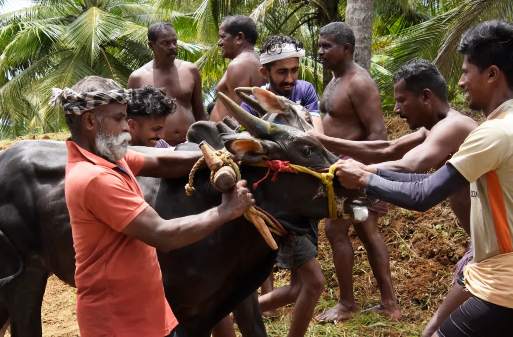 An image showing the preparations for making the bullocks ready for the race